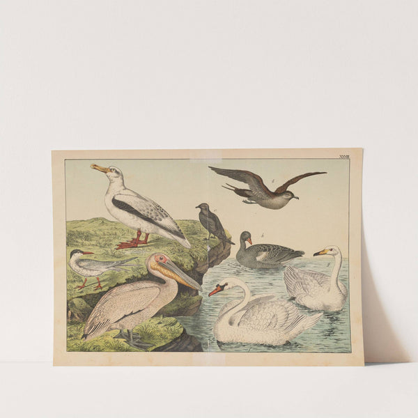 Historja naturalna ptakow (Natural history of birds) Pl.28 (1900) by Gotthilf Heinrich von Schubert