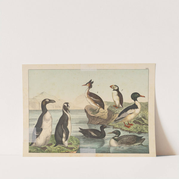 Historja naturalna ptakow (Natural history of birds) Pl.30 (1900) by Gotthilf Heinrich von Schubert