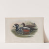 Histrionicus torquatus. Harlequin Duck. (1862-1873) by John Gould
