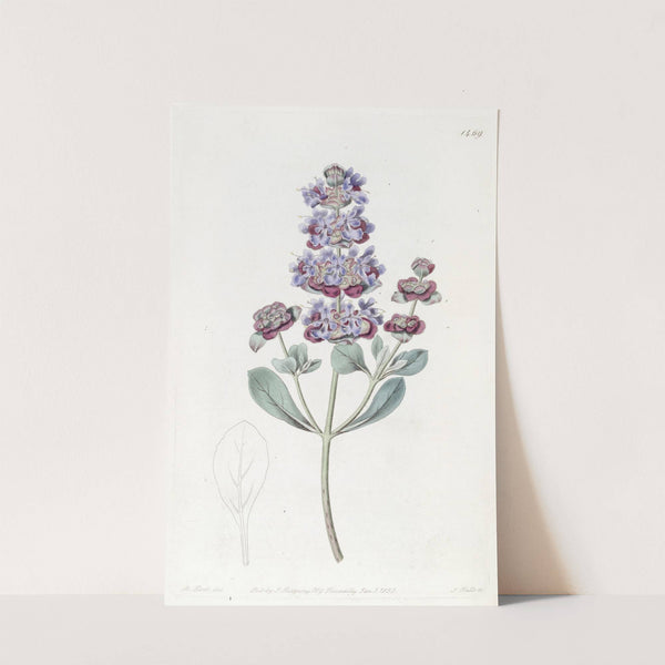 Hoary Audibertia by Sydenham Edwards