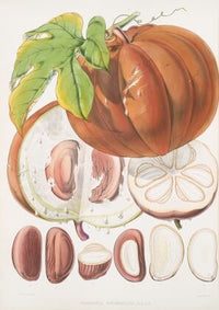 Hodgsonia Heteroclita, H. f. et T. (Fruit) (1855)