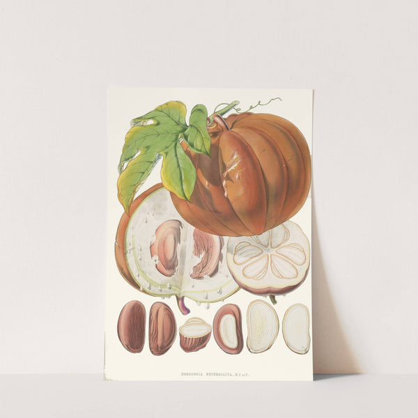 Hodgsonia Heteroclita, H. f. et T. (Fruit) (1855) by Walter Hood Fitch