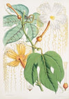 Hodgsonia Heteroclita, Hook. fil. et Thoms. (Female plant) (1855)