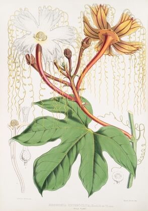 Hodgsonia Heteroclita, Hook. fil. et Thoms. (Male plant) (1855)