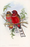 Hodgson’s Trogon