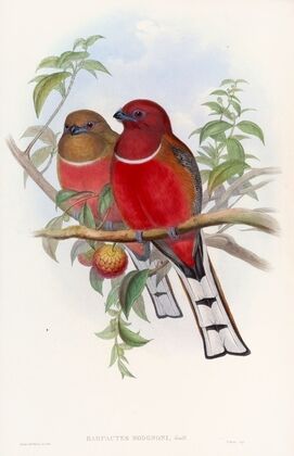 Hodgson’s Trogon
