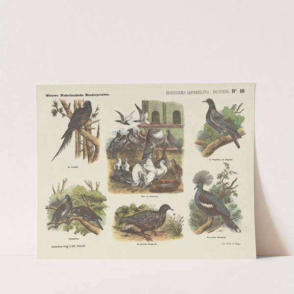 Hoenders (afdeeling duiven) (1875-1919) by Emrik & Binger