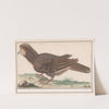 Hoendervogel (Galliformes) (1596-1610) by Anselmus Boëtius de Boodt