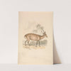 Hog Deer by Samuel Howitt