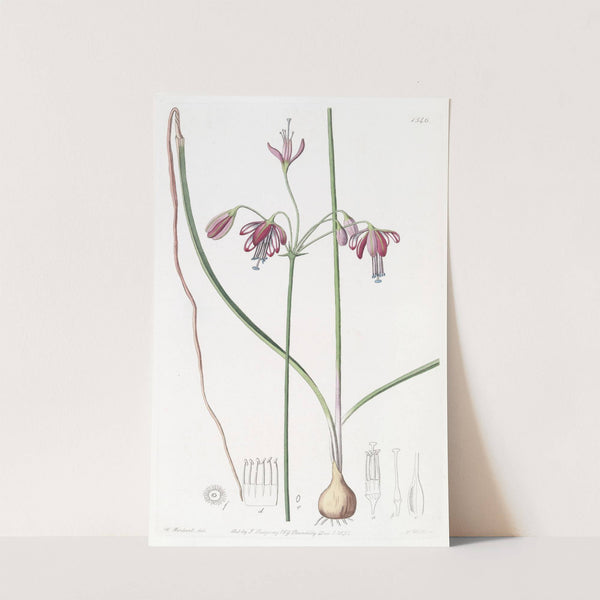 Hollow-leaved Pharium by Sydenham Edwards