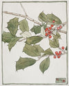 Holly.