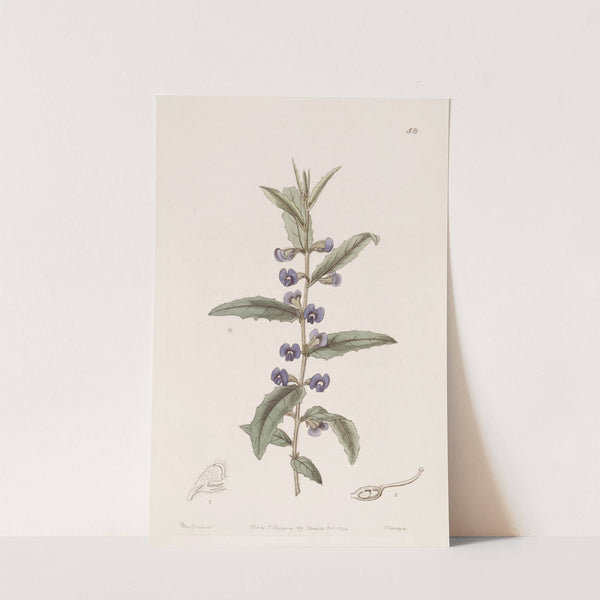 Holly-leaved Hovea by Sydenham Edwards