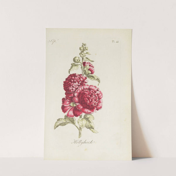 Hollyhock by Carington Bowles