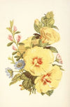Hollyhock, Hepatica, Rest Harrow