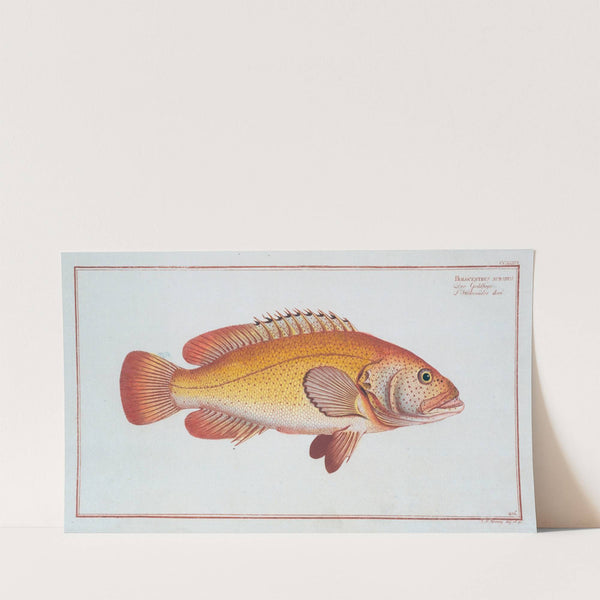 Holocentrus auratus. (1785-1797) by Marcus Elieser Bloch