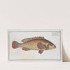 Holocentrus punctatus, The punctulated Holocentre. (1785-1797) by Marcus Elieser Bloch