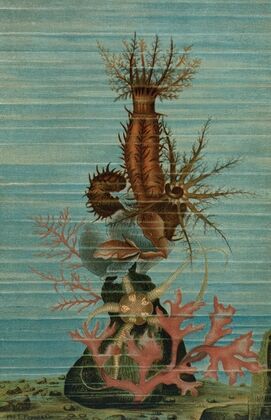 Holothurians, and Sea Star.