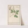 Holwortel (Corydalis cava) Boonkens holwortel. Radix Cava. Racine Creuse. (1596-1610) by Anselmus Boëtius de Boodt