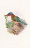 Hombron’s Kingfisher