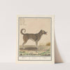 Hond (Canis lupus familiaris) (1596-1610) by Anselmus Boëtius de Boodt