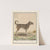 Hond (Canis lupus familiaris) (1596-1610) by Anselmus Boëtius de Boodt
