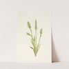 Hooded Ladies-tresses. Ibidium strictum (1925) by Mary Vaux Walcott