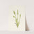 Hooded Ladies-tresses. Ibidium strictum (1925) by Mary Vaux Walcott