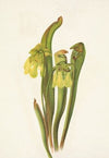 Venus Flytrap. Dionaea muscipula
