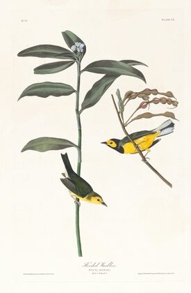 Hooded warbler