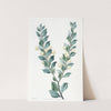 Hooked-leaved Acacia by Sydenham Edwards