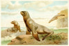 Hooker’s Sea Lion (1893-1896)