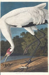 Hooping crane