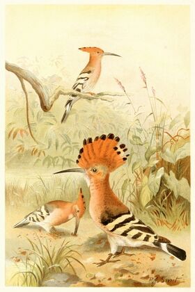 Hoopoes (1893-1896) — size preview