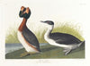 Horned grebe