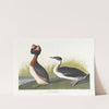 Horned grebe by John James Audubon