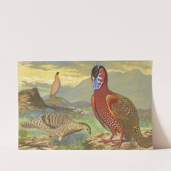Horned Pheasants by Thomas Waterman Wood