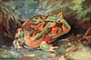 Horned Toad Of South America