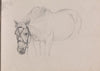 Horse (Between 1867 and 1872)