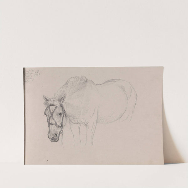 Horse (Between 1867 and 1872) by Adolph Tidemand