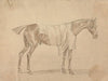 Horse Dressed in Blanket
