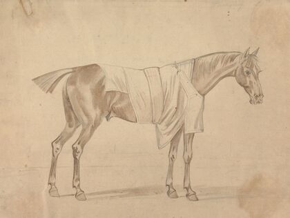 Horse Dressed in Blanket