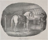 Horse from Hanover (1822)