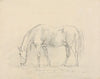 Horse Grazing