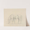 Horse Grazing by Sawrey Gilpin