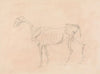 Horse Skeleton