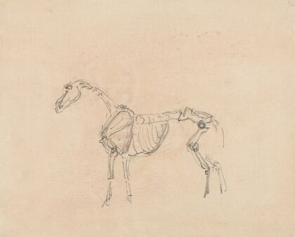 Horse Skeleton.