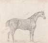 Horse Standing, Side View Facing Right