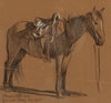 Horse Study