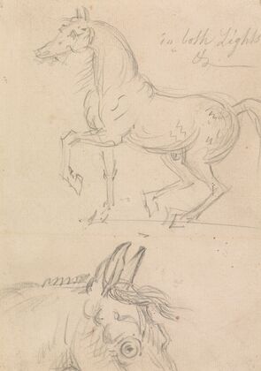 Horse Walking to Left