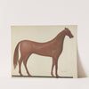 Horse Weather Vane by Chris Makrenos